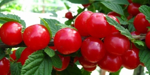 Sadnica trešnje: kako zalijevati, koliko puta i čime